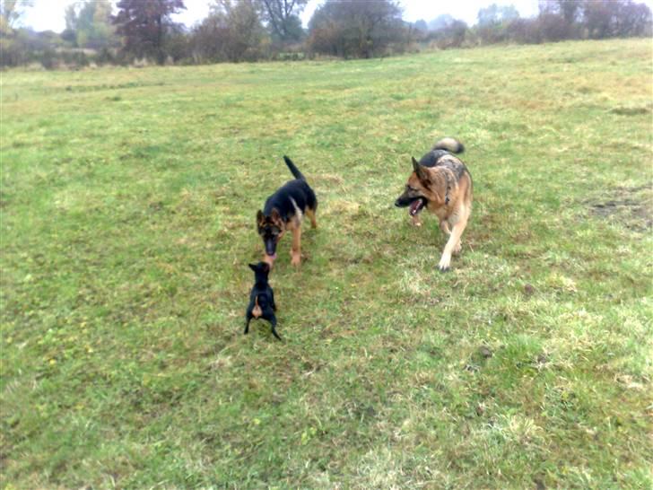 Schæferhund Niels billede 6