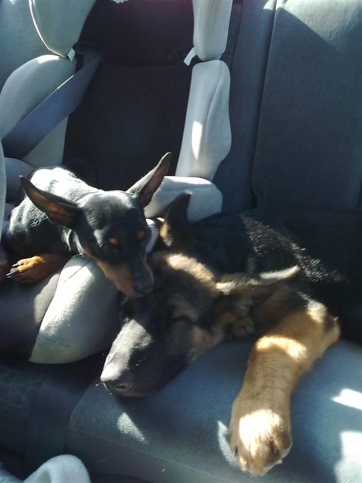 Schæferhund Niels billede 7