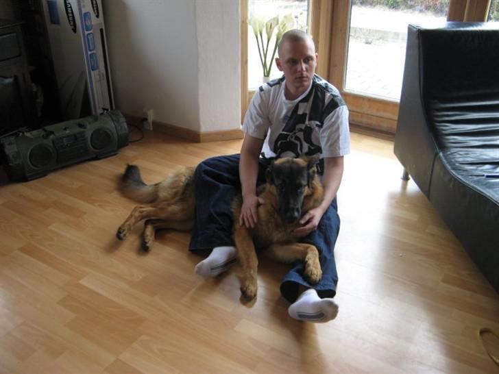 Schæferhund Niels billede 8