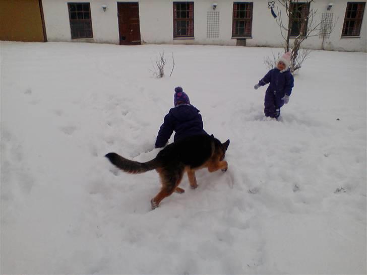 Schæferhund Niels billede 9