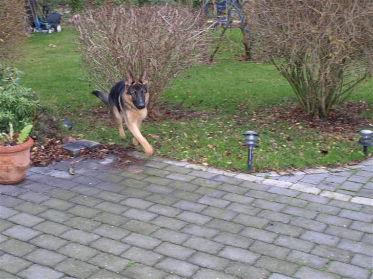 Schæferhund Niels billede 11