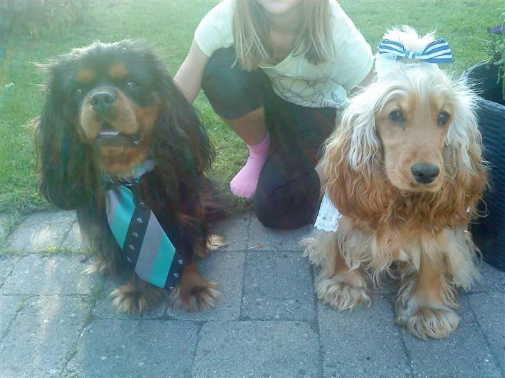 Cavalier king charles spaniel Johnny - Så er Donna og Johnny til bryllup :b
Foto: Mig ;) billede 13