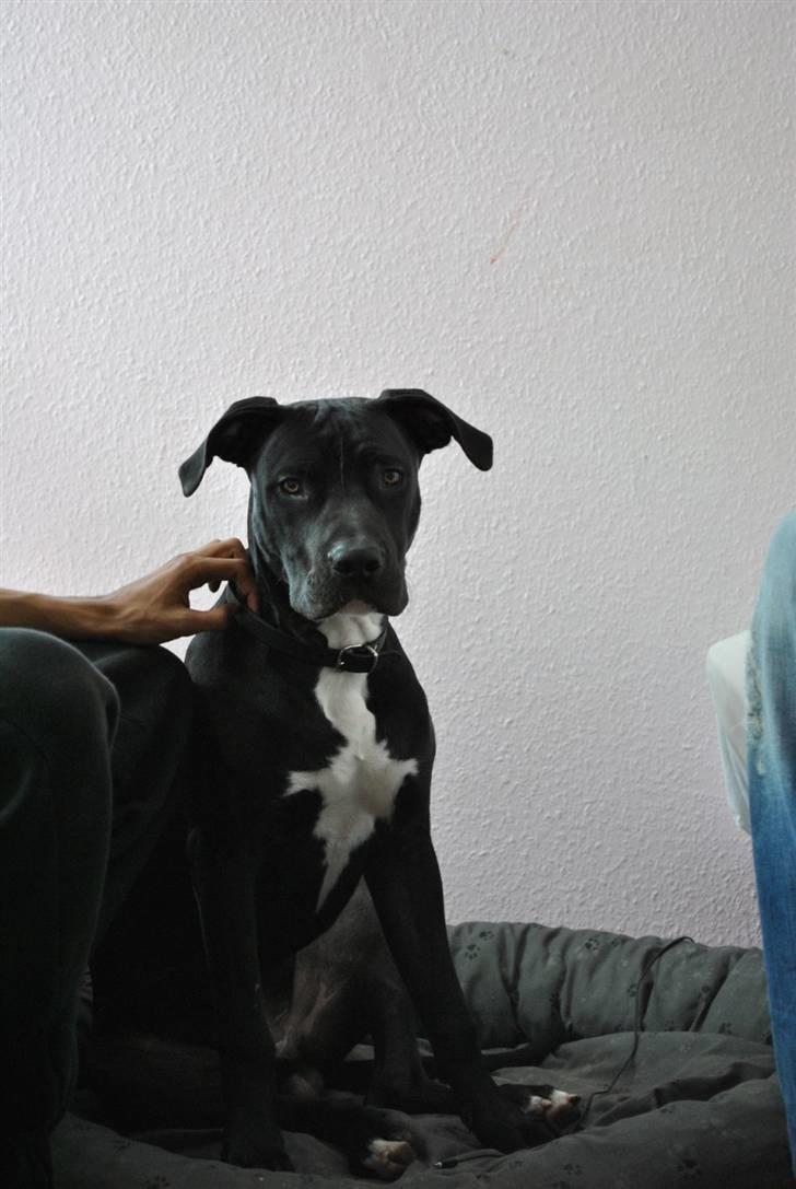 Blanding af racer Dogo Argentino & Amstaff Prince billede 12