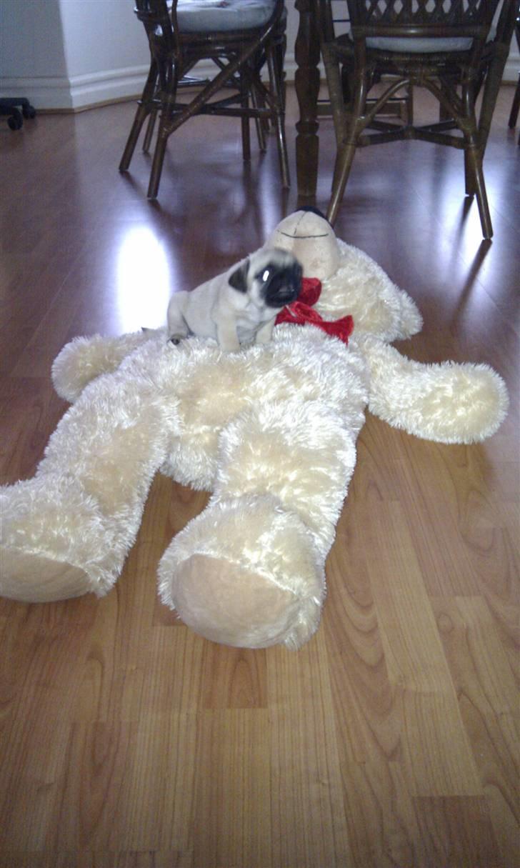 Mops Yasmin billede 3