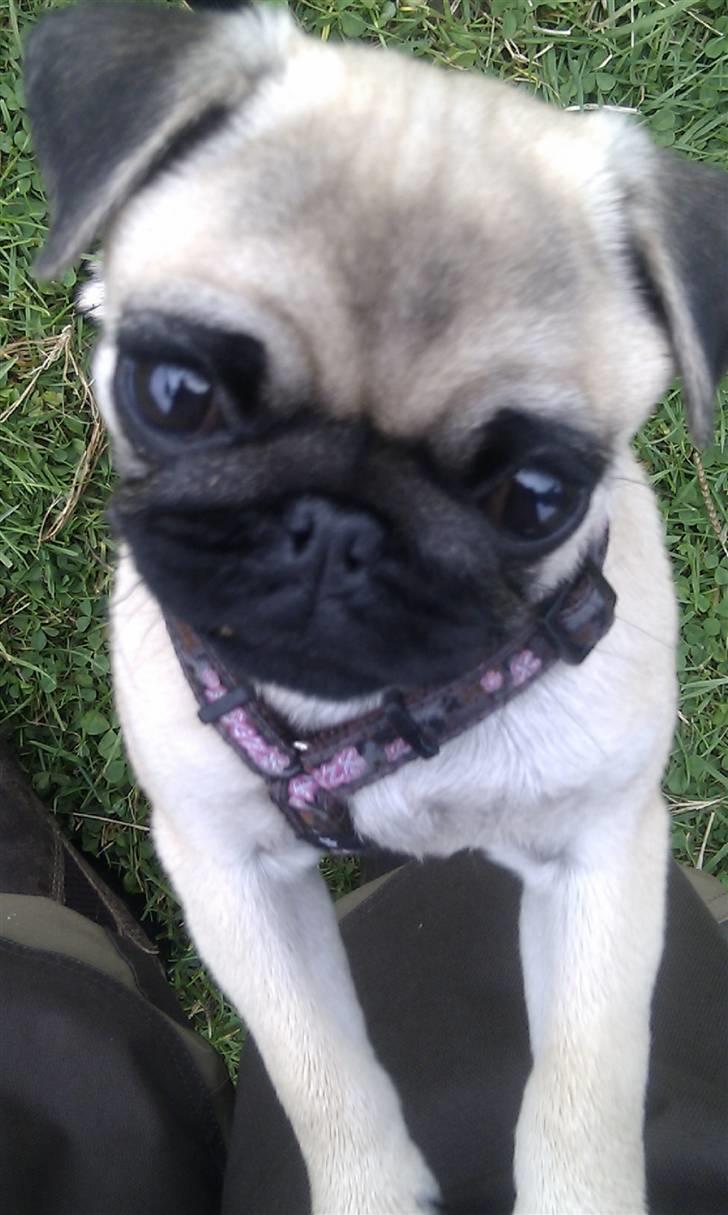 Mops Yasmin billede 4