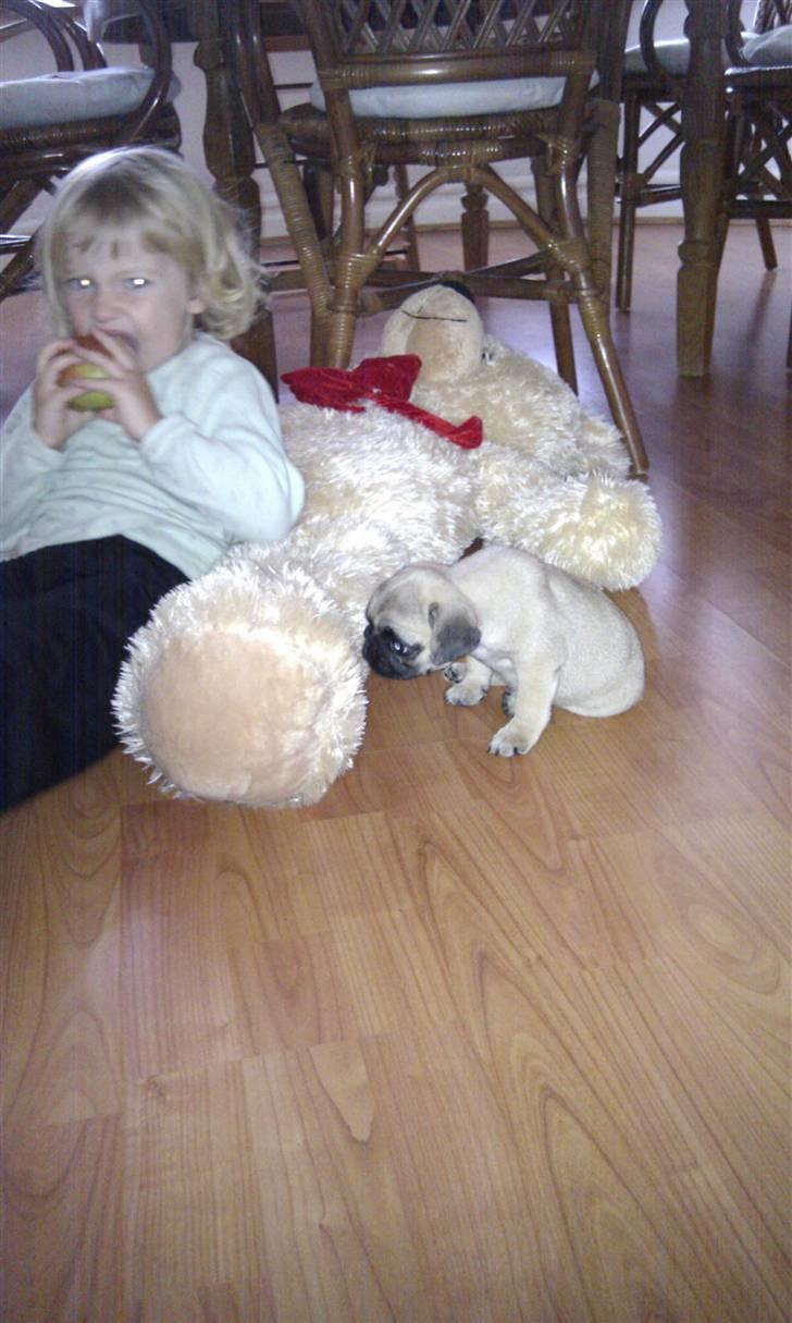 Mops Yasmin billede 5