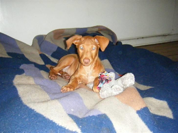 Pharaohound Vaskurs Obelix Qiwison billede 10