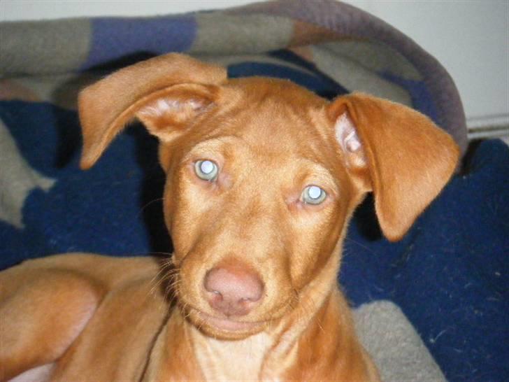 Pharaohound Vaskurs Obelix Qiwison - han er nu smuk billede 11