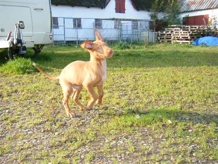 Pharaohound Vaskurs Obelix Qiwison billede 12