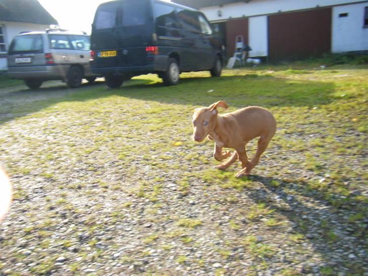 Pharaohound Vaskurs Obelix Qiwison billede 13