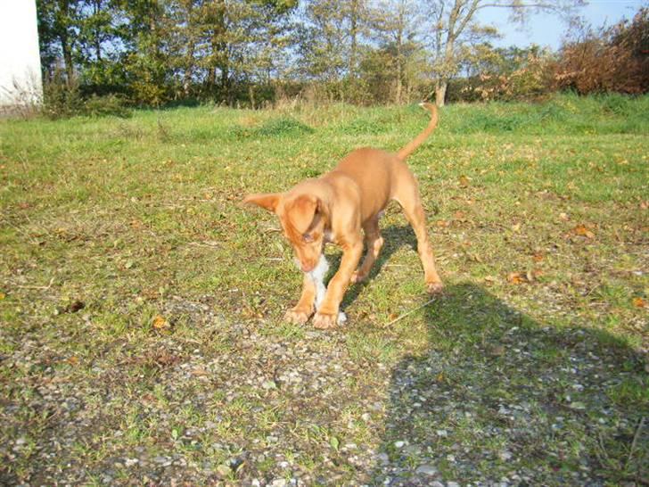 Pharaohound Vaskurs Obelix Qiwison billede 14