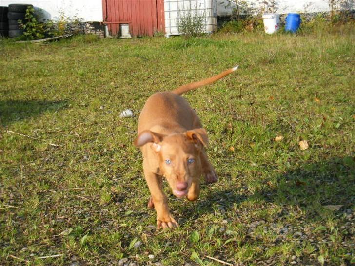 Pharaohound Vaskurs Obelix Qiwison billede 15