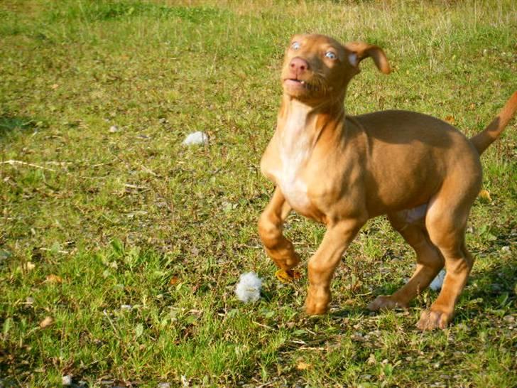 Pharaohound Vaskurs Obelix Qiwison - så gir vi den gas billede 16