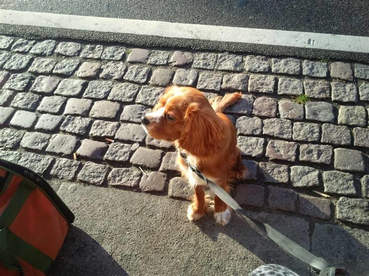 Cavalier king charles spaniel Simba - Med på bytur den 7/10-10 billede 6