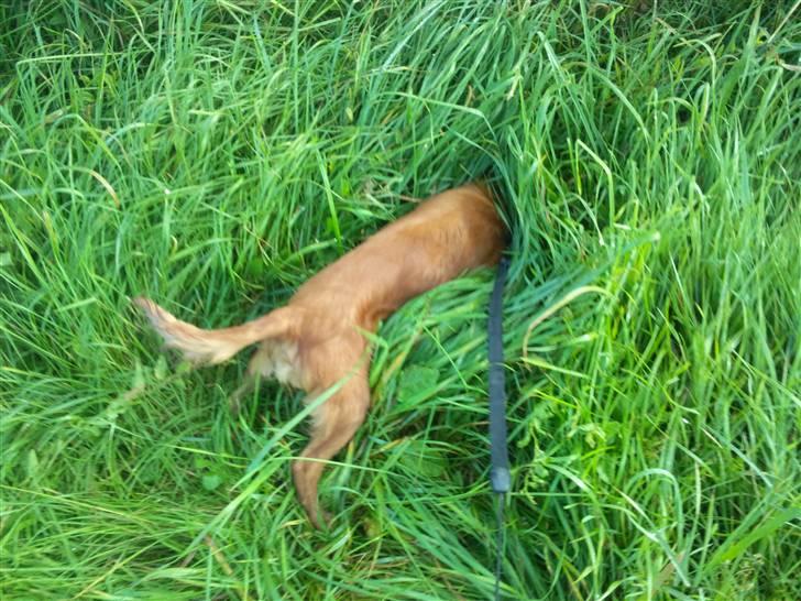 Cavalier king charles spaniel Simba - Så har Simba fundet noget spændende :D billede 7
