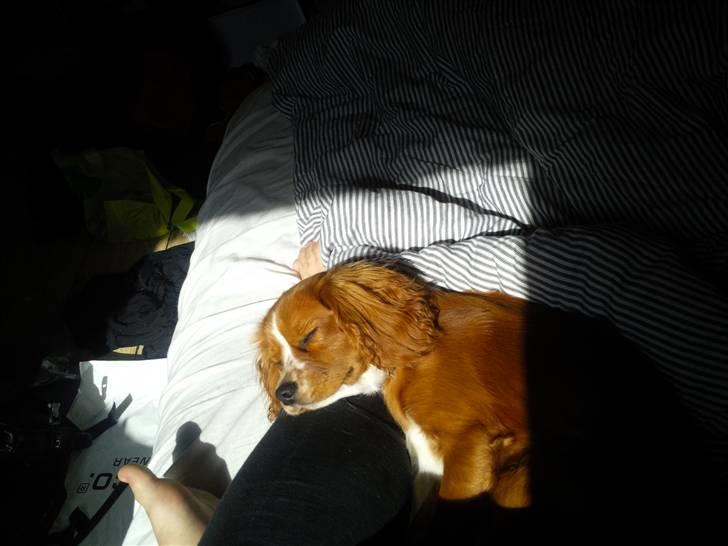 Cavalier king charles spaniel Simba - Uhh det er så dejligt at ligge og slappe i solen :) billede 8
