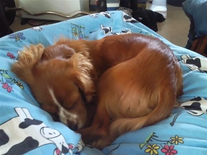 Cavalier king charles spaniel Simba - Træt efter en lang gå tur billede 9