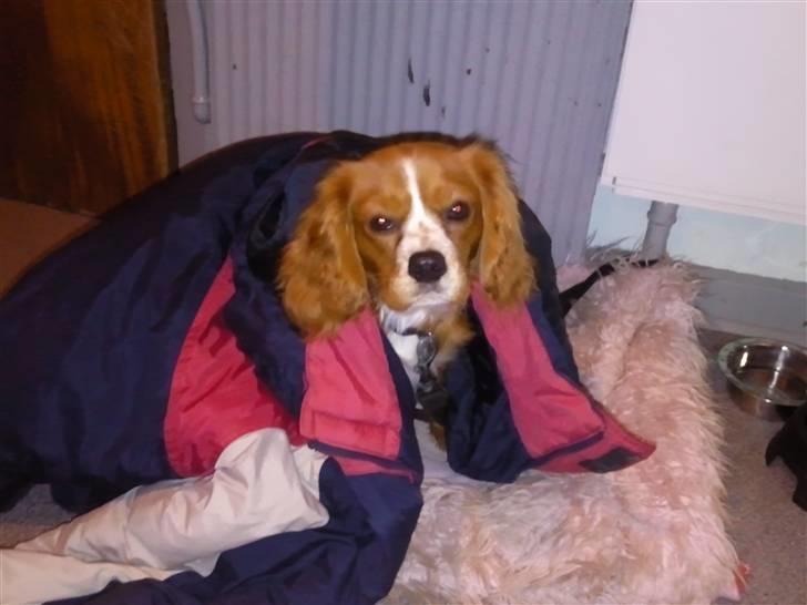 Cavalier king charles spaniel Simba - han frøs sådan efter at ha været ude i regnen :) billede 10