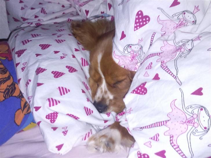 Cavalier king charles spaniel Simba - vågnede og kunne ikke finde ham, men selvf. under dynen XD billede 11