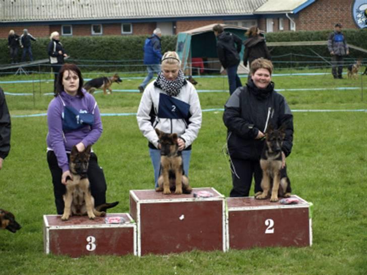 Schæferhund Kiamis Fahra (Mor´s hund) - Skue i Randers den 3 okt:) Fahra fik en flot 3 plads og hendes søster Fiona fik en 2 plads..:) Super flot arbejde af KIami hundene..:D billede 10
