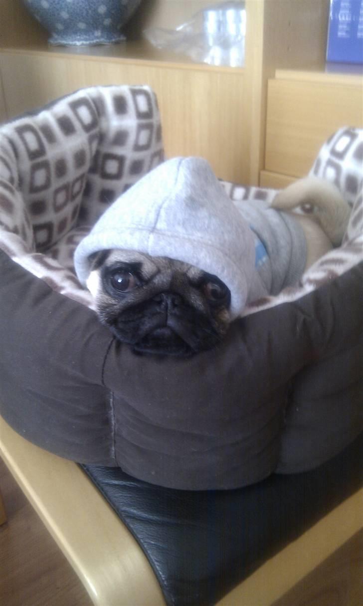 Mops Yasmin billede 6