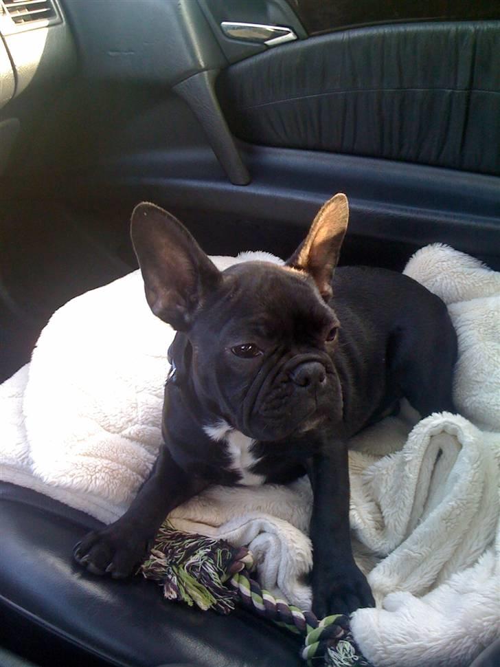 Fransk bulldog Gizmo - Her er jeg på vej hjem til min nye familie... billede 1