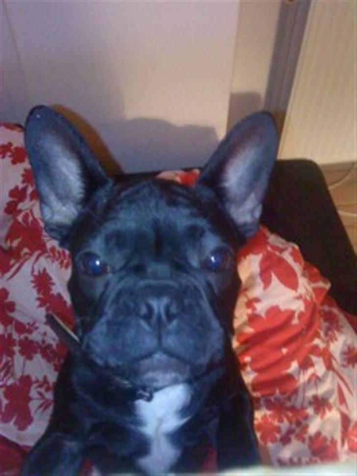 Fransk bulldog Gizmo billede 2