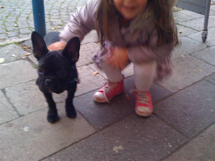 Fransk bulldog Gizmo billede 3