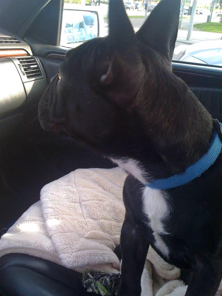 Fransk bulldog Gizmo - Skal lige tjekke om mor kører ordentligt... billede 4