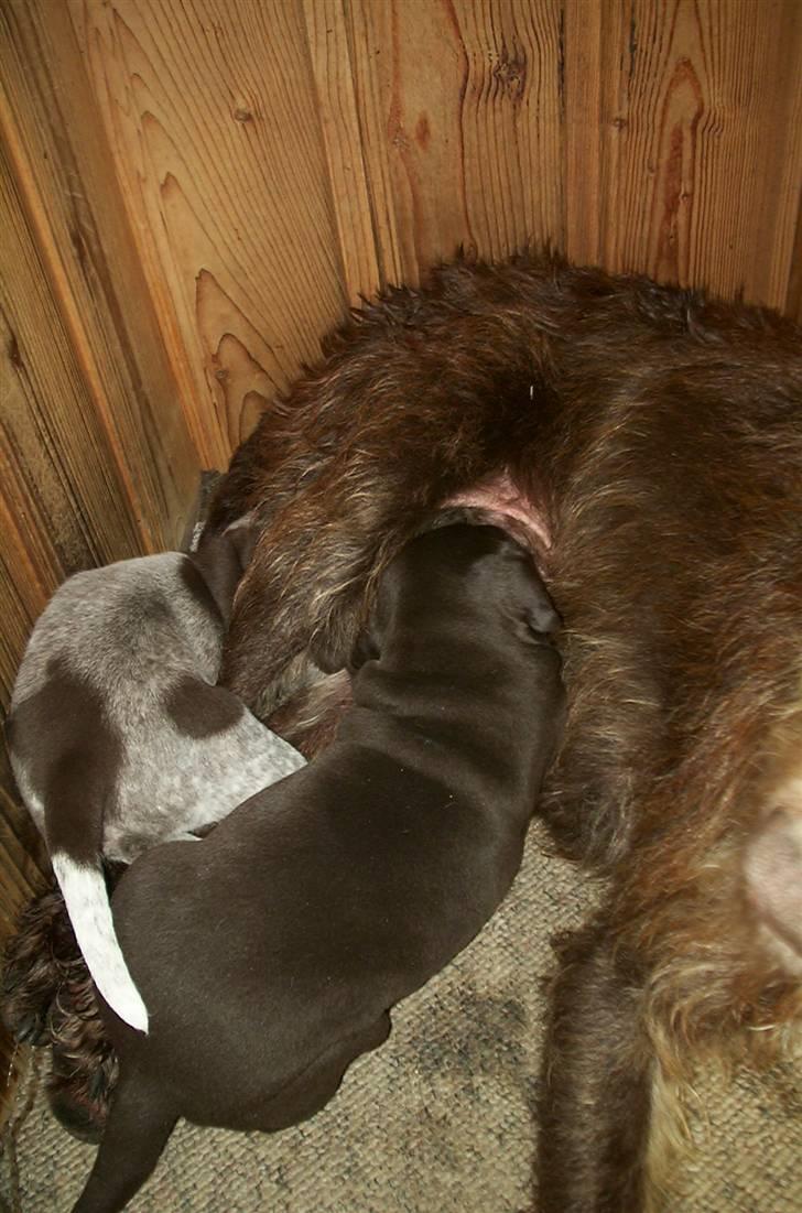 Blanding af racer Bølle - R.I.P<3 - Bølle og hendes hvalpe Lille bølle og Store bølle... <3 billede 2