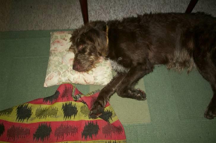 Blanding af racer Bølle - R.I.P<3 - Bølle tager sig en slapper efter en lang dag<3 billede 6