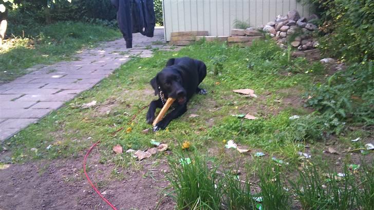 Blanding af racer Mojo 12/3-10 - *21/5-2011* billede 7