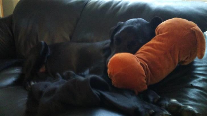 Blanding af racer Mojo 12/3-10 - *21/5-2011* billede 8