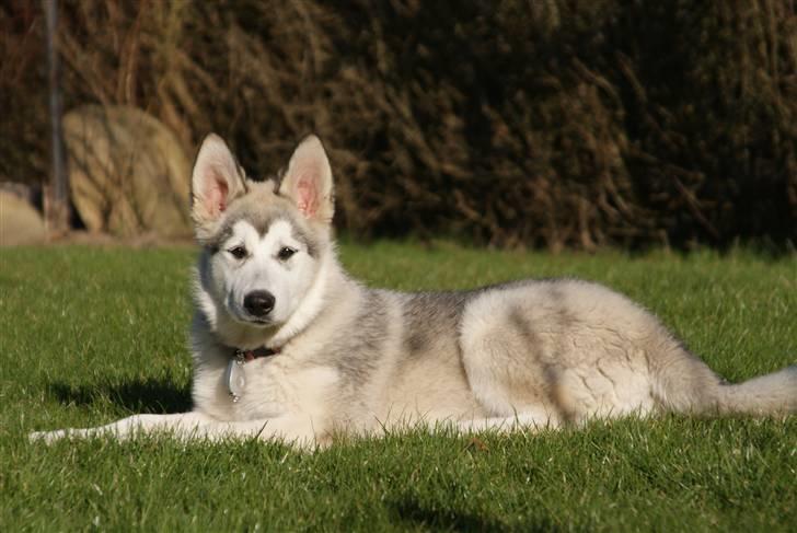 Alaskan malamute Zola billede 10