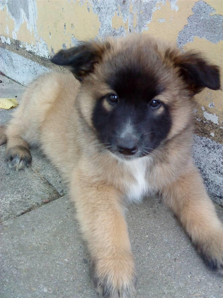 Belgisk hyrdehund Rico - Den første gang, vi så ham billede 7