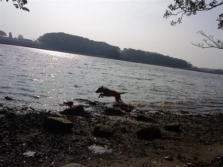 Belgisk hyrdehund Rico - billedet siger alt billede 8