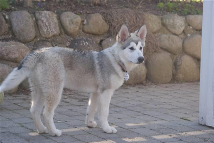 Alaskan malamute Zola billede 11