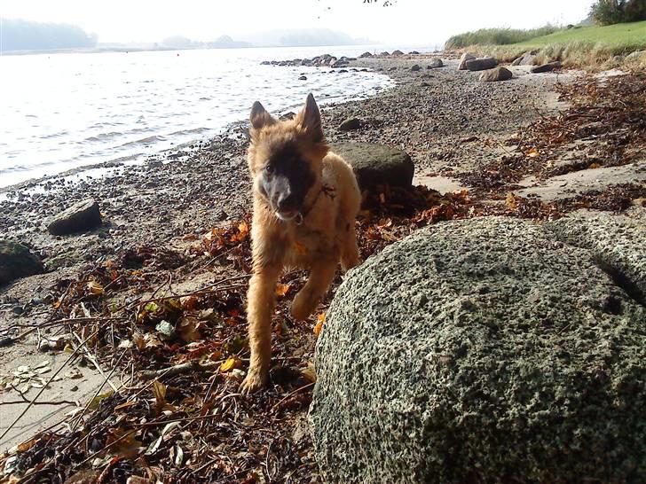 Belgisk hyrdehund Rico - hyggetur billede 10