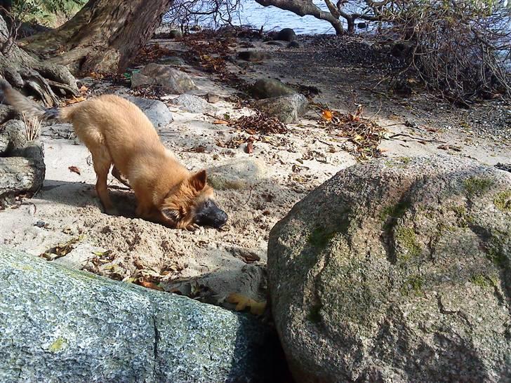 Belgisk hyrdehund Rico - gravhund billede 11