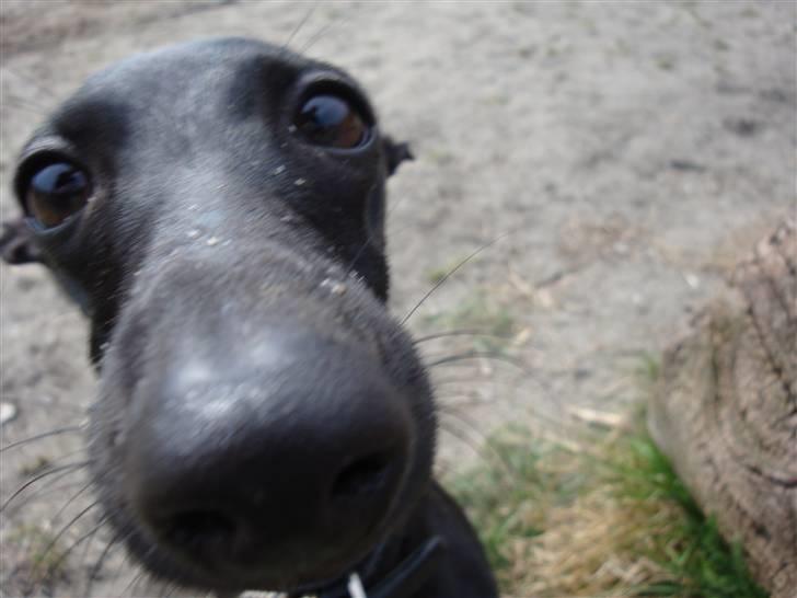 Italiensk mynde Vincenza - hvis hun kunne tale, ville hun spørge: "Hvad er det der mor?" billede 1