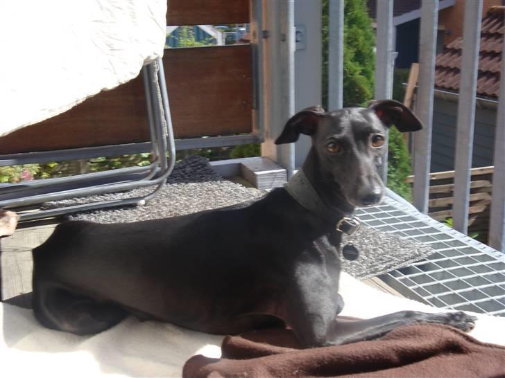 Italiensk mynde Vincenza - Nyder lige en af de sidste dage med sol ude på repósen. billede 2