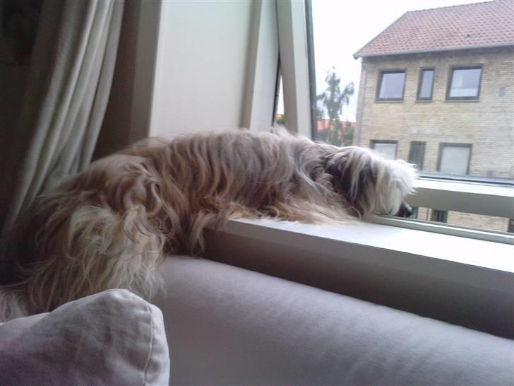 Chinese crested powder puff No Guts No Glorys Alvin - man kan jo liiiige holde øje med hvad der sker derude... billede 6