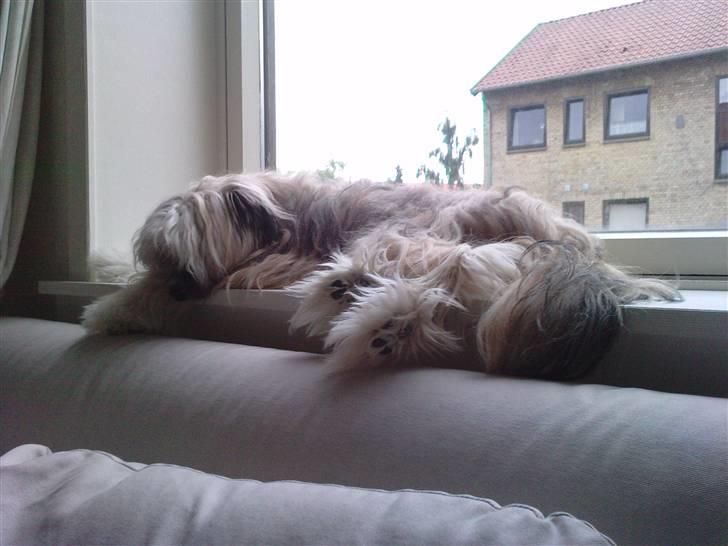 Chinese crested powder puff No Guts No Glorys Alvin - æv, ikke noget spændende billede 7