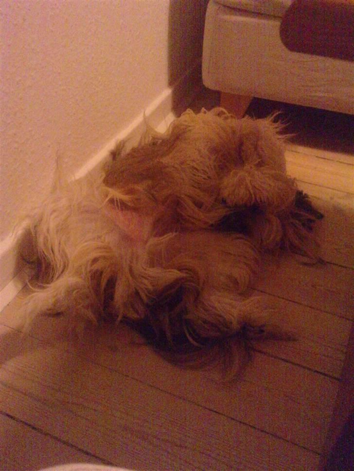 Chinese crested powder puff No Guts No Glorys Alvin - Find hoved og hale billede 8