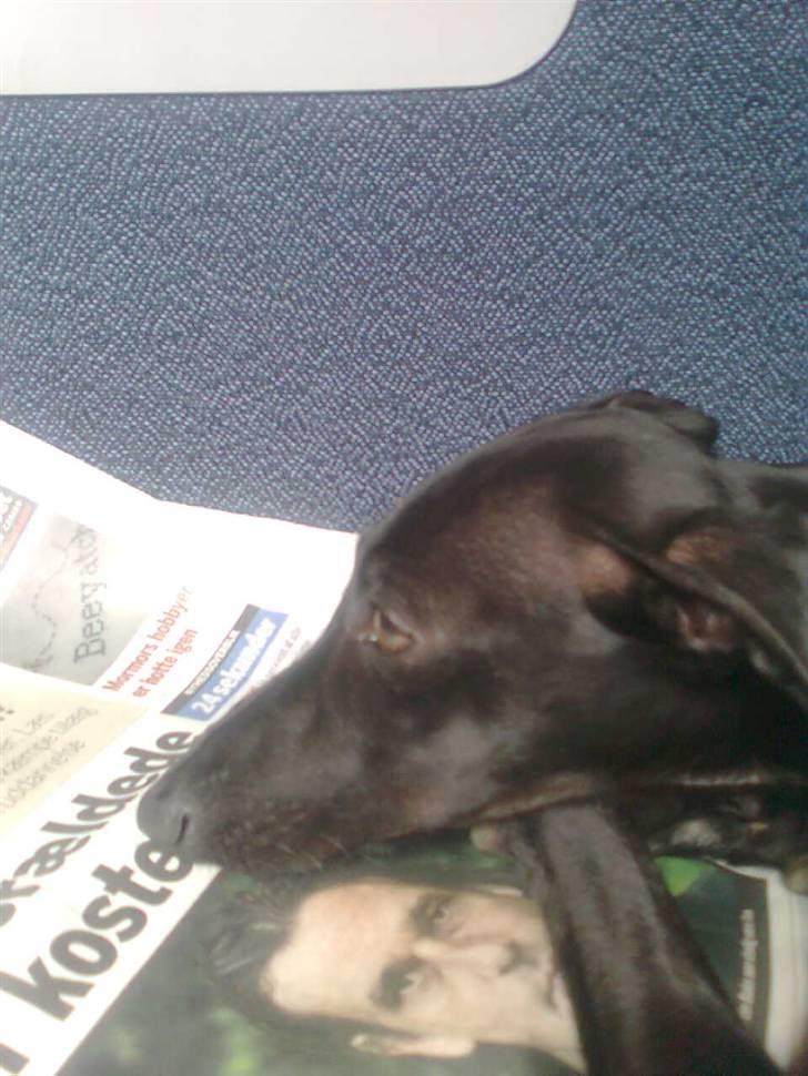 Italiensk mynde Vincenza - Når man kører tog læser man avis, selvhvis man er en hund. billede 3