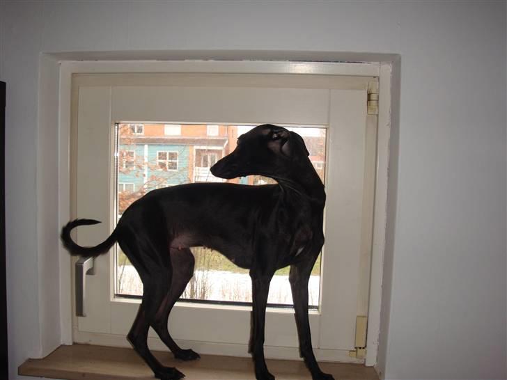 Italiensk mynde Vincenza - et enkelt billed i profil var hvad jeg kunne finde. billede 4