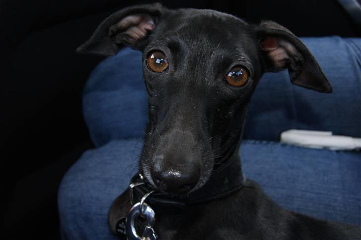 Italiensk mynde Vincenza billede 5