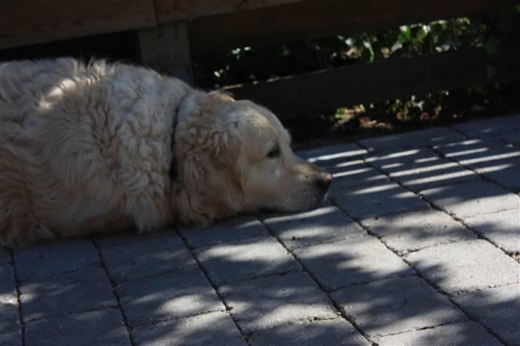 Golden retriever Lergaardens Playfull Pokémon (Tyson) billede 13