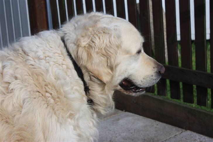 Golden retriever Lergaardens Playfull Pokémon (Tyson) billede 14