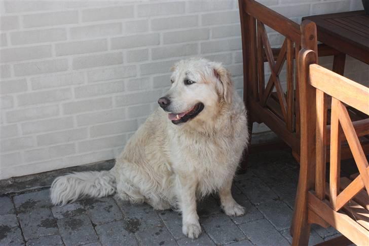 Golden retriever Lergaardens Playfull Pokémon (Tyson) billede 15